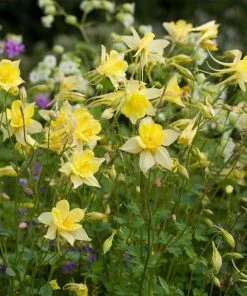 Roots Plants Perennials Aquilegia 'Denver Gold' | 10.5cm Pot