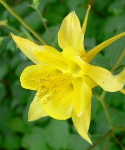 Roots Plants Perennials Aquilegia 'Denver Gold' | 10.5cm Pot
