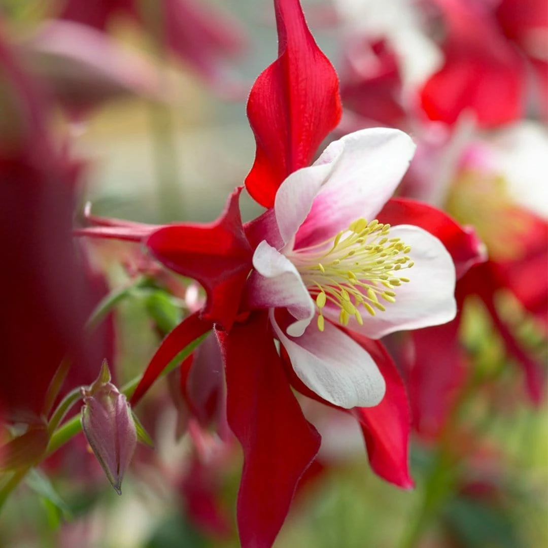 Roots Plants Aquilegia 'Red Hobbit' | 10.5cm Pot Roots Plants Aquilegia 'Red Hobbit' | 10.5cm Pot