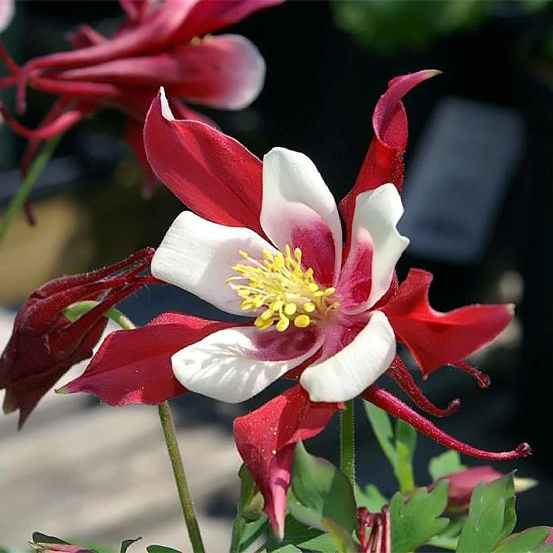 Roots Plants Aquilegia 'Red Hobbit' | 10.5cm Pot Roots Plants Aquilegia 'Red Hobbit' | 10.5cm Pot