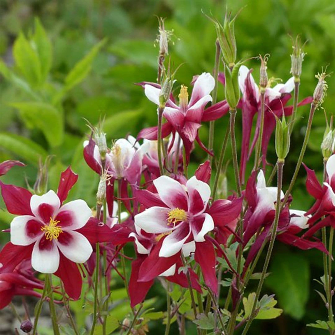 Roots Plants Aquilegia 'Red Hobbit' | 10.5cm Pot Roots Plants Aquilegia 'Red Hobbit' | 10.5cm Pot