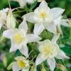 Roots Plants Aquilegia 'Spring Magic White' 1 Roots Plants Aquilegia 'Spring Magic White'
