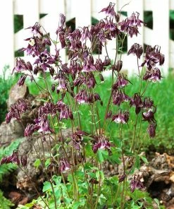 Roots Plants Aquilegia 'William Guiness'
