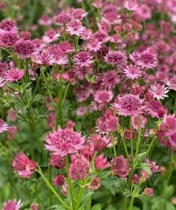 Roots Plants Perennials Astrantia 'Roma'