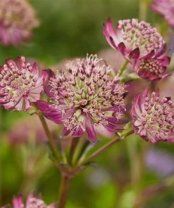 Roots Plants Astrantia 'Star Of Beauty' | 1L Pot Perennials
