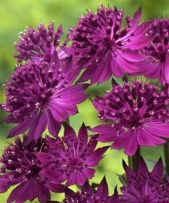 Roots Plants 6 Astrantia 'The Italian Collection' 1L Pot Perennials