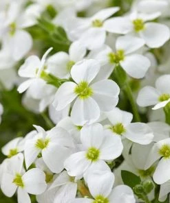 Roots Plants Aubrieta 'Regado White' | 2L Pot Perennials