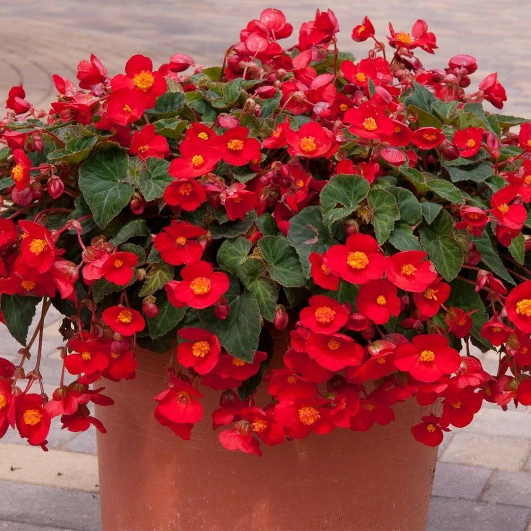 Roots Plants Begonia 'Flamboyant' | 1L Pot Begonias Roots Plants Begonia 'Flamboyant' | 1L Pot Begonias