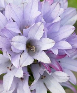 Roots Plants Campanula Collection Perennials 7 Roots Plants Campanula Collection Perennials