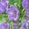 Roots Plants Perennials Campanula 'Takion Blue'