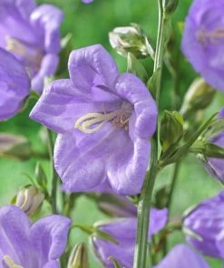 Roots Plants Perennials Campanula 'Takion Blue'