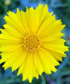 Roots Plants Perennials Coreopsis'Corey Single Gold'