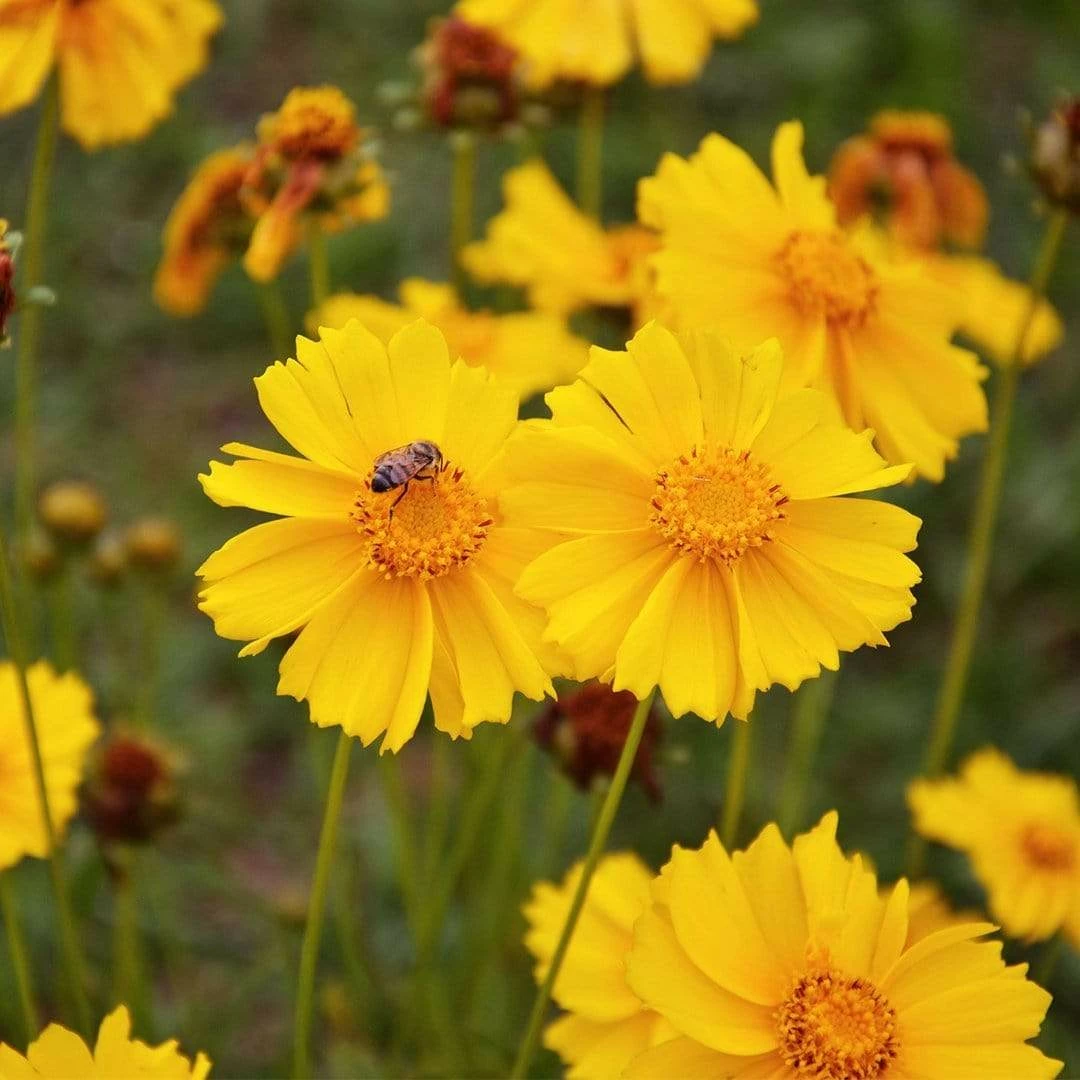 Roots Plants Perennials Coreopsis 'Corey Single Gold' Roots Plants Perennials Coreopsis 'Corey Single Gold'