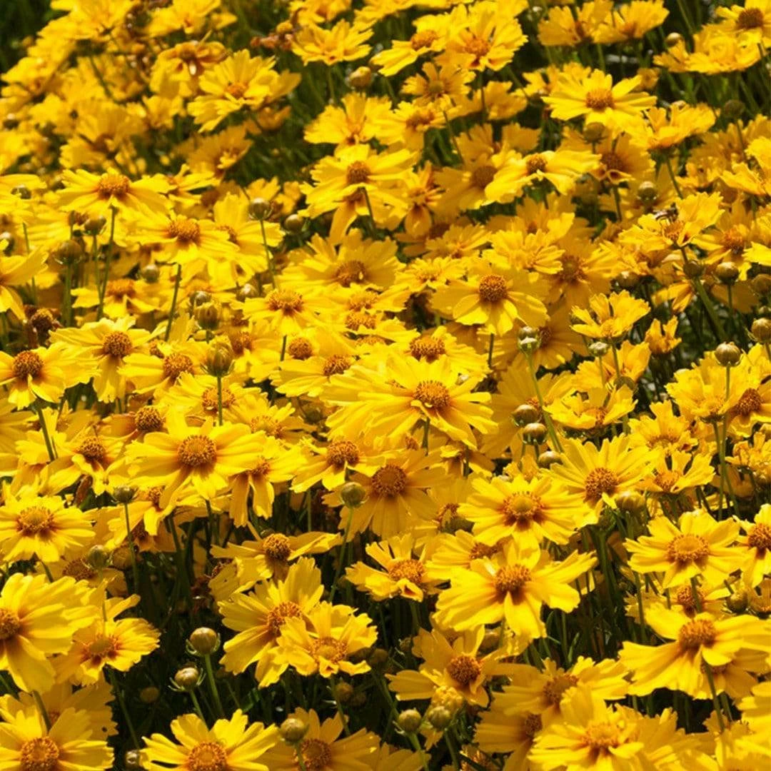 Roots Plants Perennials Coreopsis 'Corey Single Gold' Roots Plants Perennials Coreopsis 'Corey Single Gold'