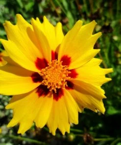 Roots Plants Coreopsis Lanceolata 'Sterntaler' Perennials 4 Roots Plants Coreopsis Lanceolata 'Sterntaler' Perennials