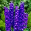 Roots Plants Delphinium 'Faust' | 1L Pot Perennials