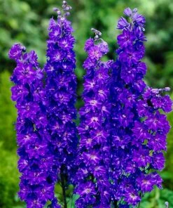 Roots Plants Delphinium'Faust' | 1L Pot Perennials