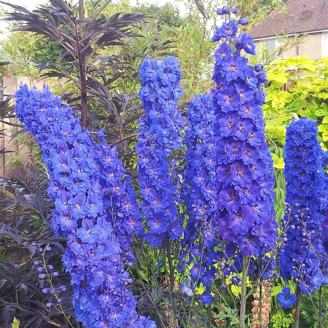 Roots Plants Delphinium 'Faust' | 1L Pot Perennials Roots Plants Delphinium 'Faust' | 1L Pot Perennials