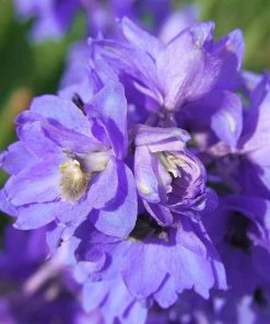 Roots Plants Delphinium 'Faust' | 1L Pot Perennials 4 Roots Plants Delphinium 'Faust' | 1L Pot Perennials