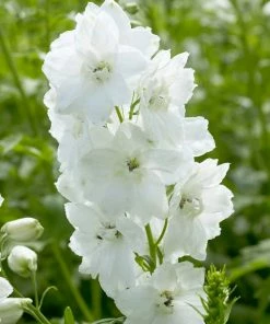 Roots Plants Delphinium 'Galahad' | 10.5cm Pot