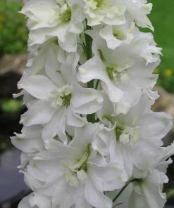 Roots Plants Delphinium 'Galahad' | 10.5cm Pot 4 Roots Plants Delphinium 'Galahad' | 10.5cm Pot