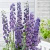 Roots Plants Perennials Delphinium 'Sweet Sensation' | 1L Pot