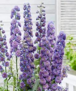 Roots Plants Perennials Delphinium 'Sweet Sensation' | 1L Pot