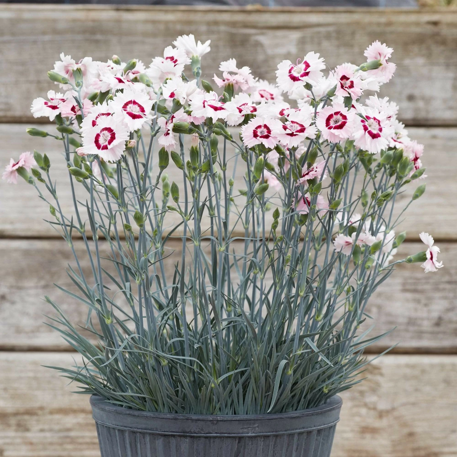 Roots Plants Dianthus 'Cocktail Cherry Daiquiri' | 2L Pot Roots Plants Dianthus 'Cocktail Cherry Daiquiri' | 2L Pot