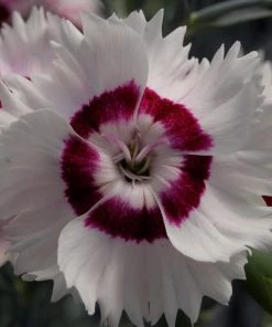 Roots Plants Dianthus 'Cocktail Cherry Daiquiri' | 2L Pot 4 Roots Plants Dianthus 'Cocktail Cherry Daiquiri' | 2L Pot