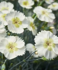 Roots Plants Perennials Dianthus Cocktail Collection | 4 X 2L Pot