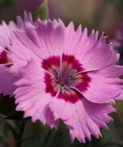 Roots Plants Dianthus 'Cocktail Shirley Temple' | 2L Pot Perennials