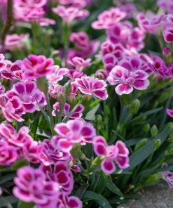 Roots Plants Dianthus 'Pink Kisses' Perennials 4 Roots Plants Dianthus 'Pink Kisses' Perennials