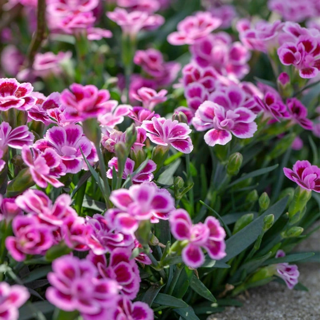 Roots Plants Dianthus 'Pink Kisses' Perennials Roots Plants Dianthus 'Pink Kisses' Perennials