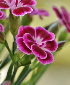 Roots Plants Dianthus 'Pink Kisses' Perennials 5 Roots Plants Dianthus 'Pink Kisses' Perennials