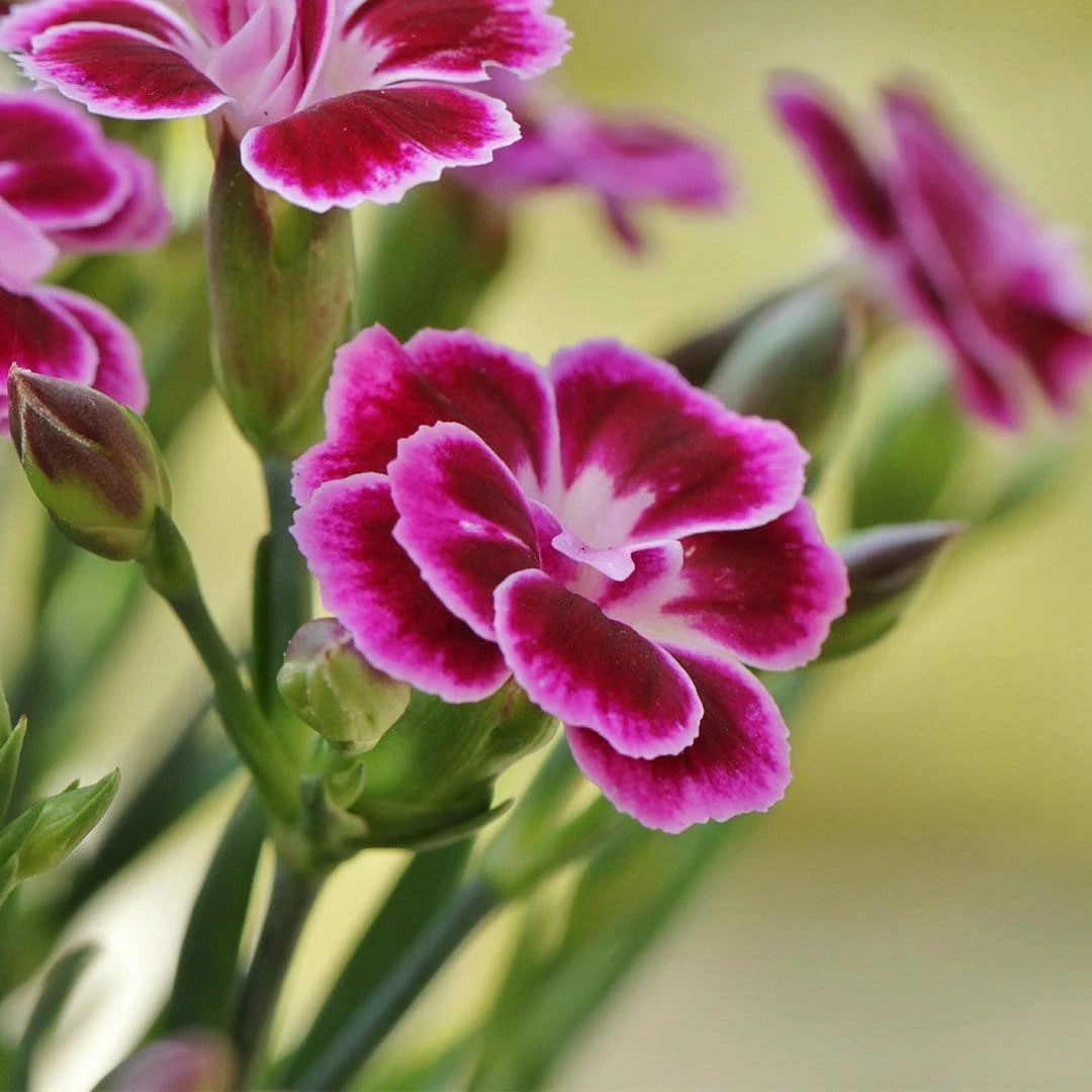 Roots Plants Dianthus 'Pink Kisses' Perennials Roots Plants Dianthus 'Pink Kisses' Perennials