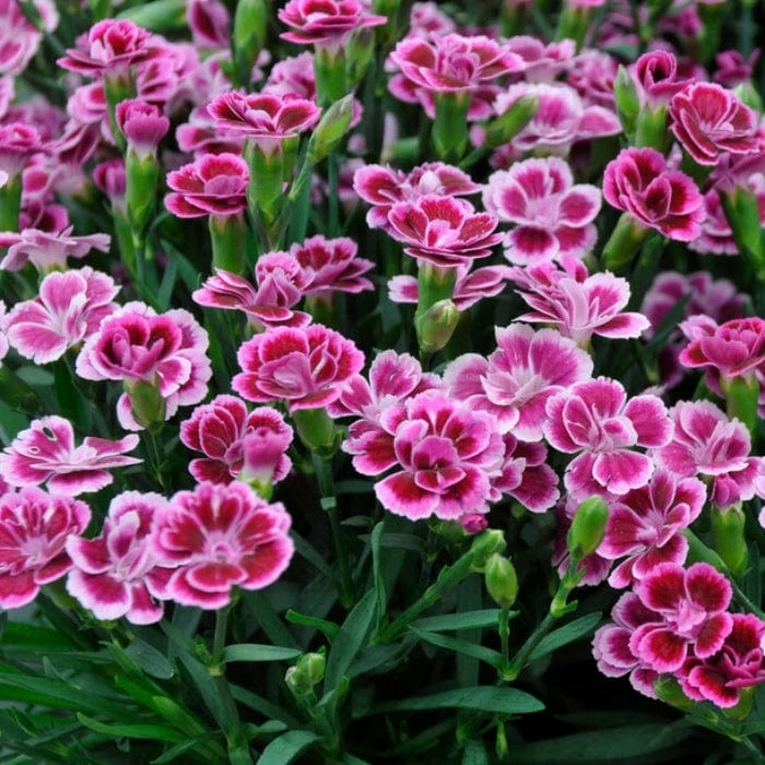 Roots Plants Dianthus 'Pink Kisses' Perennials Roots Plants Dianthus 'Pink Kisses' Perennials