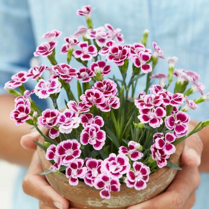 Roots Plants Dianthus 'Pink Kisses' Perennials Roots Plants Dianthus 'Pink Kisses' Perennials