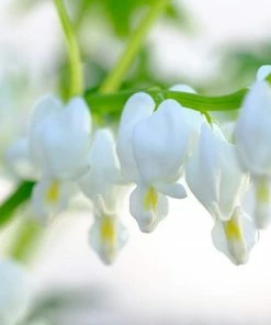 Roots Plants Bleeding Heart Plant 'Spectabilis Alba' | Dicentra | 3L Pot Perennials