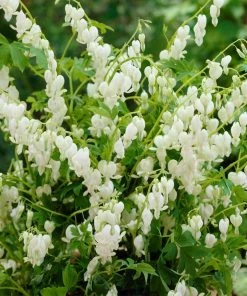 Roots Plants Bleeding Heart Plant 'Spectabilis Alba' | Dicentra | 3L Pot Perennials 4 Roots Plants Bleeding Heart Plant 'Spectabilis Alba' | Dicentra | 3L Pot Perennials
