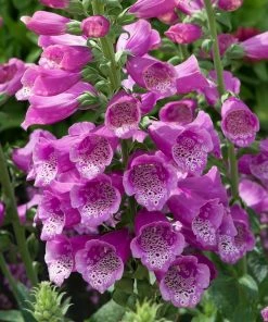 Roots Plants Perennials Foxglove 'Dalmatian Purple' | Digitalis