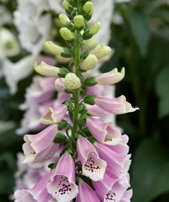 Roots Plants Perennials Foxglove 'Dalmatian Rose' | Digitalis