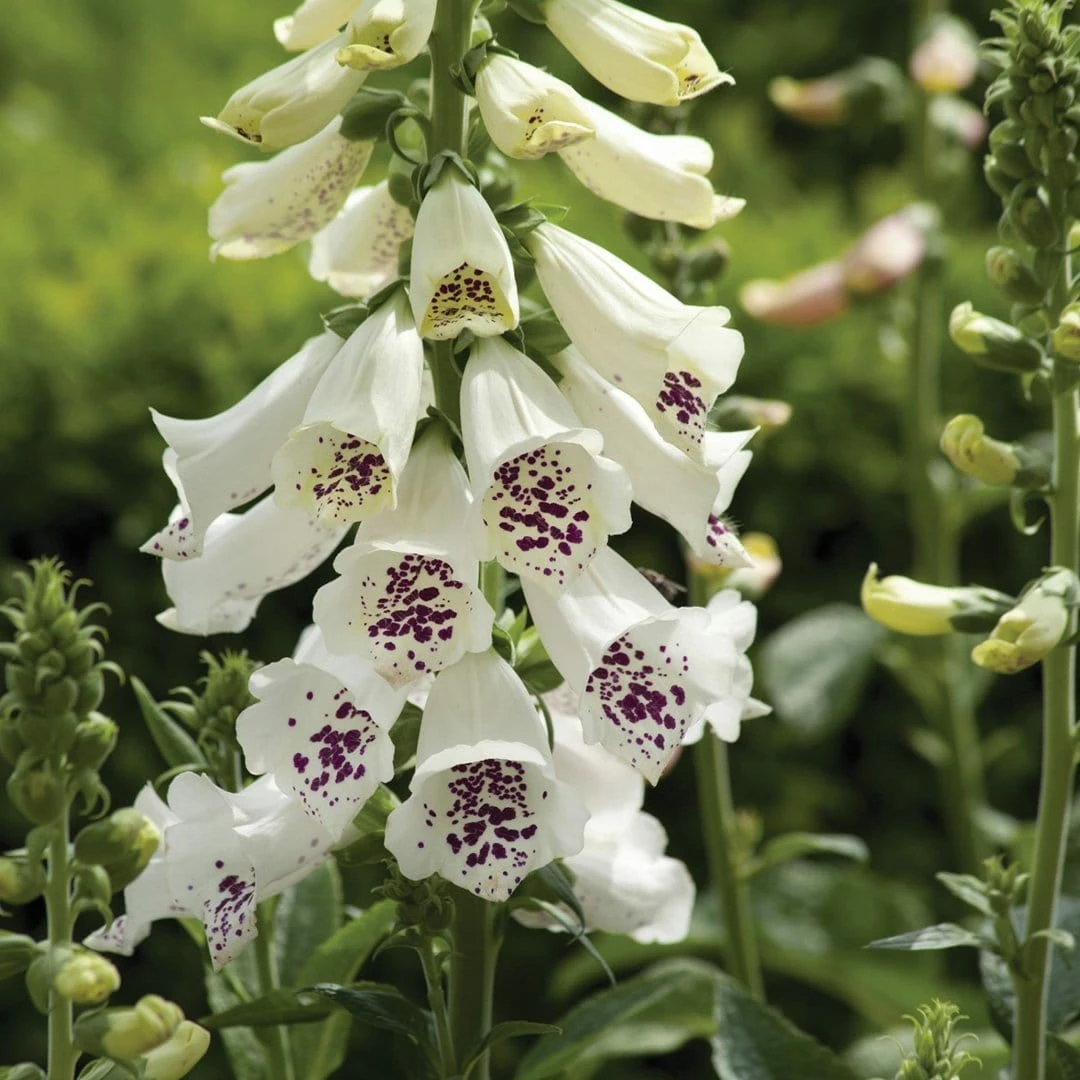 Roots Plants Foxglove 'Dalmatian White' | Digitalis Perennials Roots Plants Foxglove 'Dalmatian White' | Digitalis Perennials