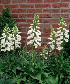 Roots Plants Foxglove 'Dalmatian White' | Digitalis Perennials 4 Roots Plants Foxglove 'Dalmatian White' | Digitalis Perennials