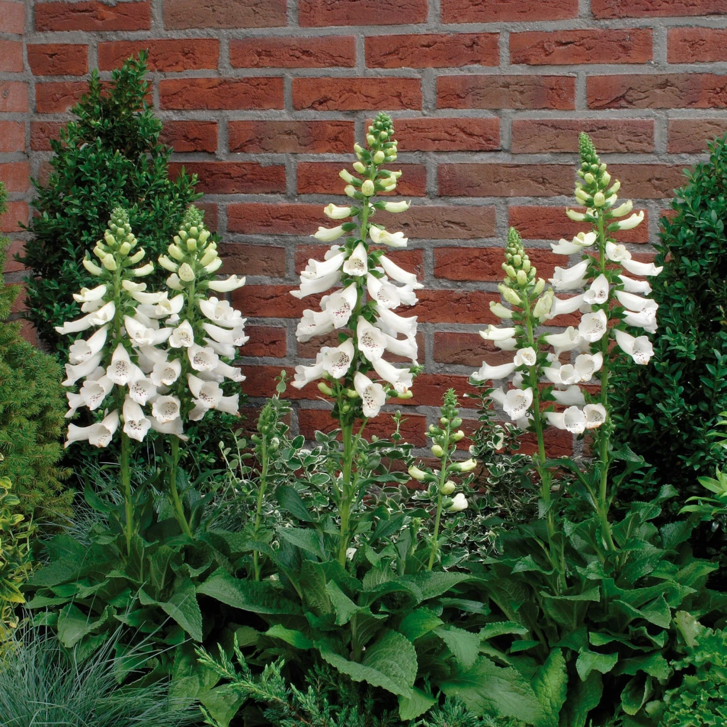 Roots Plants Foxglove 'Dalmatian White' | Digitalis Perennials Roots Plants Foxglove 'Dalmatian White' | Digitalis Perennials