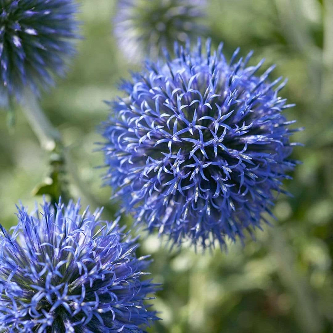 Roots Plants Perennials Echinops 'Blue Globe' | 10.5cm Pot Roots Plants Perennials Echinops 'Blue Globe' | 10.5cm Pot