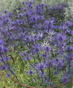 Roots Plants Perennials Eryngium 'Lapis Blue' | 1L Pot 4 Roots Plants Perennials Eryngium 'Lapis Blue' | 1L Pot