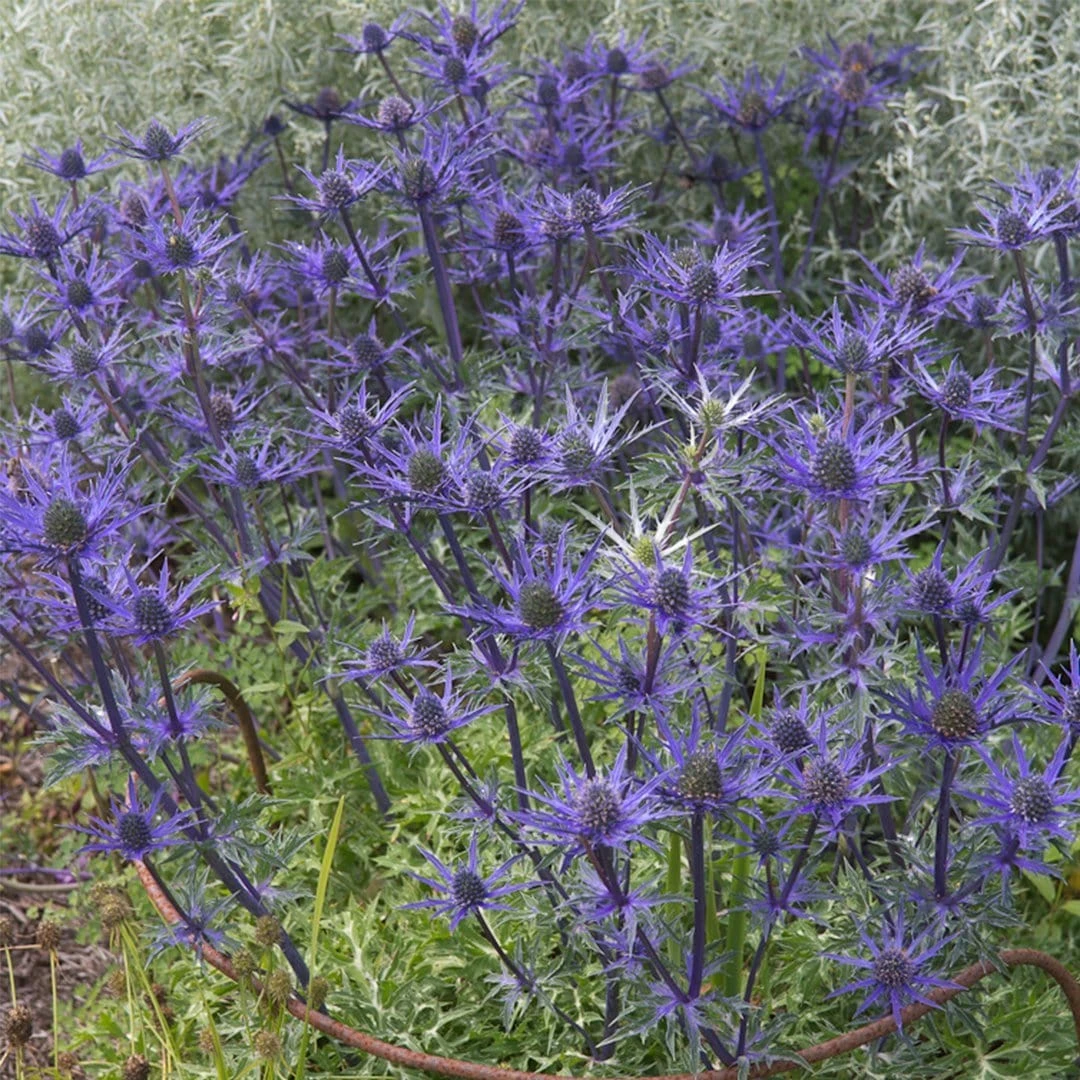Roots Plants Perennials Eryngium 'Lapis Blue' | 1L Pot Roots Plants Perennials Eryngium 'Lapis Blue' | 1L Pot