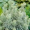 Roots Plants Perennials Euphorbia 'Silver Edge'