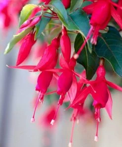 Roots Plants Fuchsia 'Red Tyrol Standard' | 3L Pot