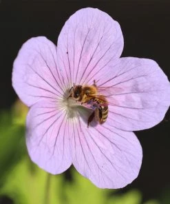 Roots Plants Geraniums & Pelargoniums Geranium 'Dreamland'